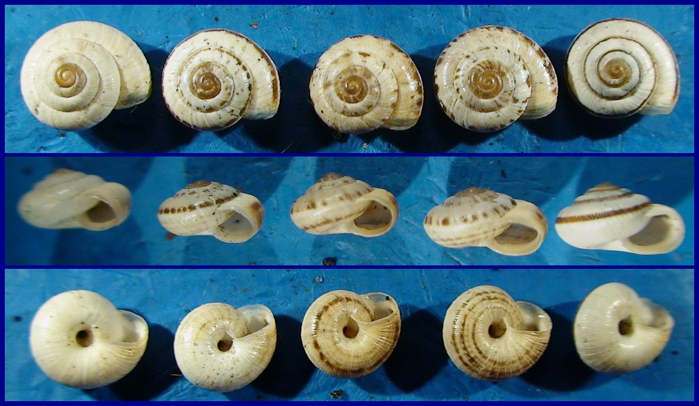 Cernuellopsis ghisottii nell''Appennino Centrale